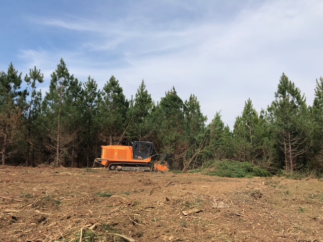 Tracked forestry mulcher clearing pines on a right of way